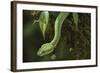 Captive Eyelash Viper, Bothriechis Schlegelii, Coastal Ecuador-Pete Oxford-Framed Photographic Print