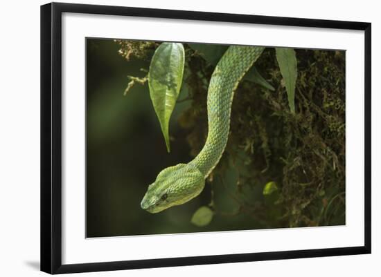 Captive Eyelash Viper, Bothriechis Schlegelii, Coastal Ecuador-Pete Oxford-Framed Photographic Print