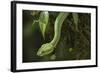 Captive Eyelash Viper, Bothriechis Schlegelii, Coastal Ecuador-Pete Oxford-Framed Photographic Print