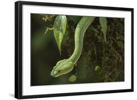 Captive Eyelash Viper, Bothriechis Schlegelii, Coastal Ecuador-Pete Oxford-Framed Photographic Print