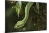 Captive Eyelash Viper, Bothriechis Schlegelii, Coastal Ecuador-Pete Oxford-Mounted Photographic Print