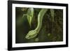 Captive Eyelash Viper, Bothriechis Schlegelii, Coastal Ecuador-Pete Oxford-Framed Photographic Print