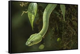 Captive Eyelash Viper, Bothriechis Schlegelii, Coastal Ecuador-Pete Oxford-Framed Stretched Canvas