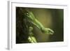 Captive Eyelash Viper, Bothriechis Schlegelii, Coastal Ecuador-Pete Oxford-Framed Photographic Print