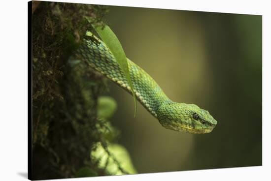 Captive Eyelash Viper, Bothriechis Schlegelii, Coastal Ecuador-Pete Oxford-Stretched Canvas