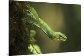 Captive Eyelash Viper, Bothriechis Schlegelii, Coastal Ecuador-Pete Oxford-Stretched Canvas