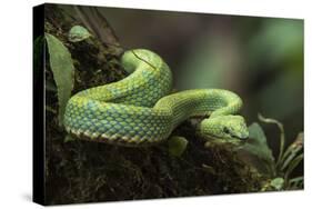 Captive Eyelash Viper, Bothriechis Schlegelii, Coastal Ecuador-Pete Oxford-Stretched Canvas