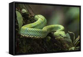 Captive Eyelash Viper, Bothriechis Schlegelii, Coastal Ecuador-Pete Oxford-Framed Stretched Canvas