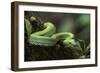 Captive Eyelash Viper, Bothriechis Schlegelii, Coastal Ecuador-Pete Oxford-Framed Photographic Print