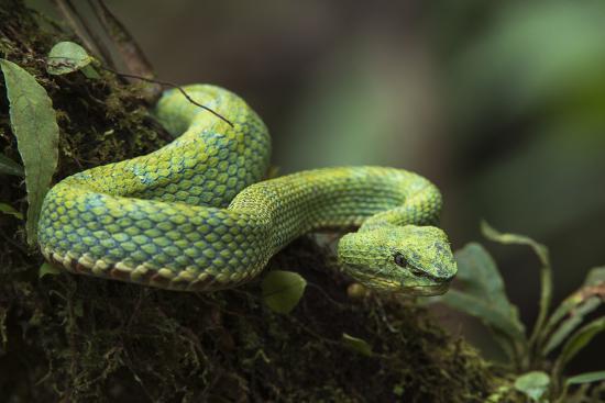 'Captive Eyelash Viper, Bothriechis Schlegelii, Coastal Ecuador ...