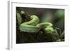 Captive Eyelash Viper, Bothriechis Schlegelii, Coastal Ecuador-Pete Oxford-Framed Photographic Print