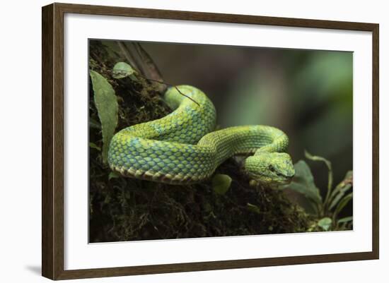 Captive Eyelash Viper, Bothriechis Schlegelii, Coastal Ecuador-Pete Oxford-Framed Photographic Print