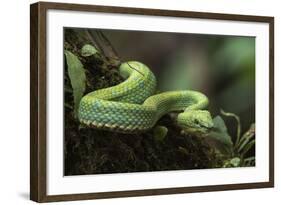 Captive Eyelash Viper, Bothriechis Schlegelii, Coastal Ecuador-Pete Oxford-Framed Photographic Print