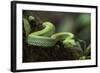 Captive Eyelash Viper, Bothriechis Schlegelii, Coastal Ecuador-Pete Oxford-Framed Photographic Print