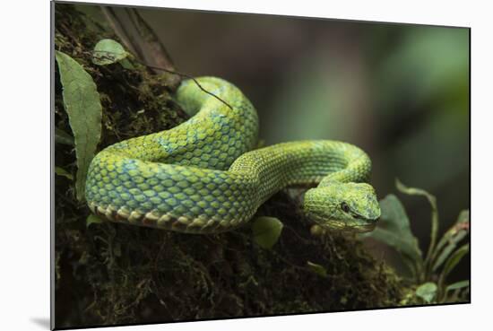 Captive Eyelash Viper, Bothriechis Schlegelii, Coastal Ecuador-Pete Oxford-Mounted Photographic Print