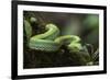 Captive Eyelash Viper, Bothriechis Schlegelii, Coastal Ecuador-Pete Oxford-Framed Photographic Print