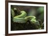 Captive Eyelash Viper, Bothriechis Schlegelii, Coastal Ecuador-Pete Oxford-Framed Photographic Print