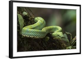 Captive Eyelash Viper, Bothriechis Schlegelii, Coastal Ecuador-Pete Oxford-Framed Photographic Print