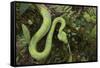 Captive Eyelash Viper, Bothriechis Schlegelii, Coastal Ecuador-Pete Oxford-Framed Stretched Canvas