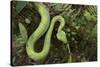 Captive Eyelash Viper, Bothriechis Schlegelii, Coastal Ecuador-Pete Oxford-Stretched Canvas