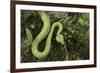 Captive Eyelash Viper, Bothriechis Schlegelii, Coastal Ecuador-Pete Oxford-Framed Photographic Print