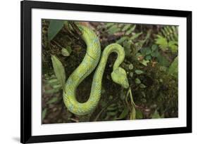 Captive Eyelash Viper, Bothriechis Schlegelii, Coastal Ecuador-Pete Oxford-Framed Photographic Print