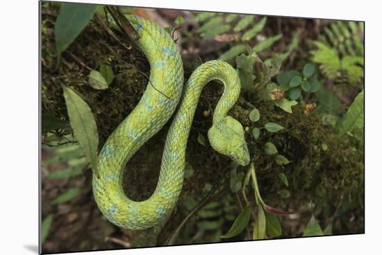 Captive Eyelash Viper, Bothriechis Schlegelii, Coastal Ecuador-Pete Oxford-Mounted Photographic Print