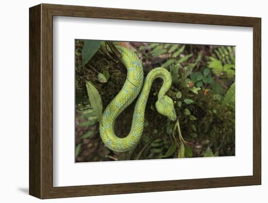 Captive Eyelash Viper, Bothriechis Schlegelii, Coastal Ecuador-Pete Oxford-Framed Photographic Print