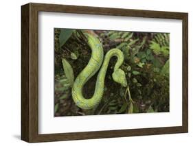 Captive Eyelash Viper, Bothriechis Schlegelii, Coastal Ecuador-Pete Oxford-Framed Photographic Print