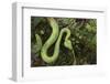 Captive Eyelash Viper, Bothriechis Schlegelii, Coastal Ecuador-Pete Oxford-Framed Photographic Print