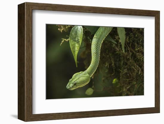 Captive Eyelash Viper, Bothriechis Schlegelii, Coastal Ecuador-Pete Oxford-Framed Photographic Print