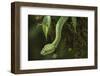 Captive Eyelash Viper, Bothriechis Schlegelii, Coastal Ecuador-Pete Oxford-Framed Photographic Print