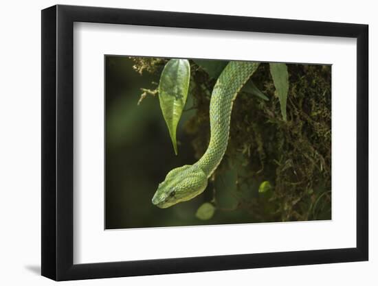 Captive Eyelash Viper, Bothriechis Schlegelii, Coastal Ecuador-Pete Oxford-Framed Photographic Print