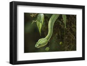 Captive Eyelash Viper, Bothriechis Schlegelii, Coastal Ecuador-Pete Oxford-Framed Photographic Print