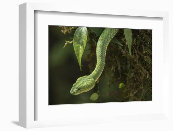 Captive Eyelash Viper, Bothriechis Schlegelii, Coastal Ecuador-Pete Oxford-Framed Photographic Print