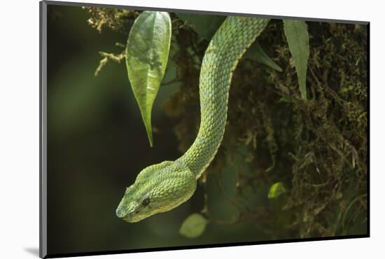 Captive Eyelash Viper, Bothriechis Schlegelii, Coastal Ecuador-Pete Oxford-Mounted Photographic Print