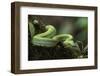 Captive Eyelash Viper, Bothriechis Schlegelii, Coastal Ecuador-Pete Oxford-Framed Photographic Print