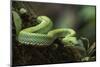 Captive Eyelash Viper, Bothriechis Schlegelii, Coastal Ecuador-Pete Oxford-Mounted Photographic Print