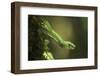 Captive Eyelash Viper, Bothriechis Schlegelii, Coastal Ecuador-Pete Oxford-Framed Photographic Print