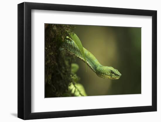 Captive Eyelash Viper, Bothriechis Schlegelii, Coastal Ecuador-Pete Oxford-Framed Photographic Print