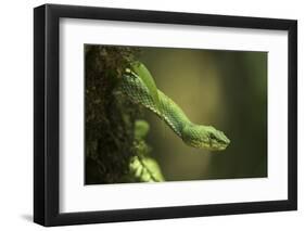 Captive Eyelash Viper, Bothriechis Schlegelii, Coastal Ecuador-Pete Oxford-Framed Photographic Print