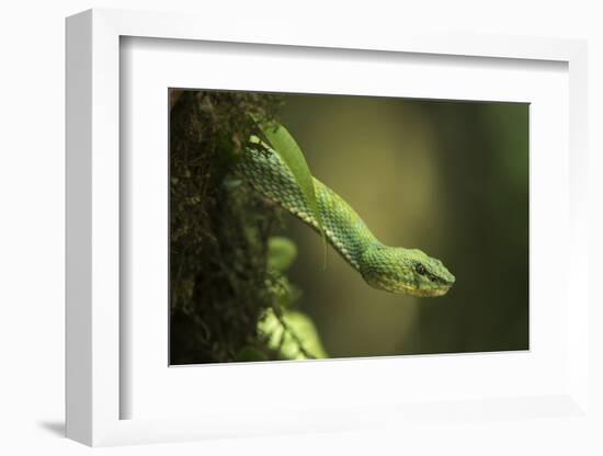 Captive Eyelash Viper, Bothriechis Schlegelii, Coastal Ecuador-Pete Oxford-Framed Photographic Print