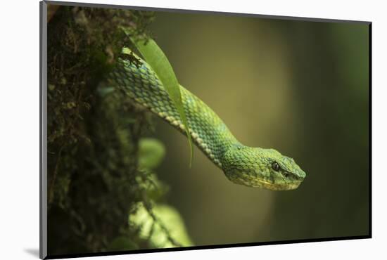 Captive Eyelash Viper, Bothriechis Schlegelii, Coastal Ecuador-Pete Oxford-Mounted Photographic Print