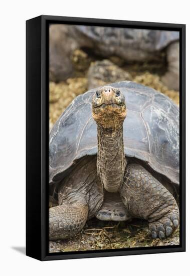 Captive Galapagos Giant Tortoise (Chelonoidis Nigra) at the Charles Darwin Research Station-Michael Nolan-Framed Stretched Canvas