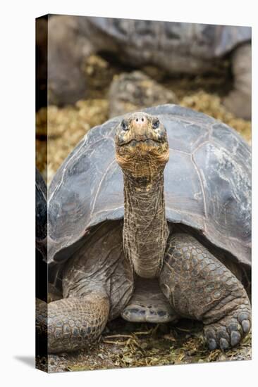 Captive Galapagos Giant Tortoise (Chelonoidis Nigra) at the Charles Darwin Research Station-Michael Nolan-Stretched Canvas