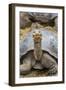 Captive Galapagos Giant Tortoise (Chelonoidis Nigra) at the Charles Darwin Research Station-Michael Nolan-Framed Photographic Print