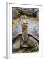 Captive Galapagos Giant Tortoise (Chelonoidis Nigra) at the Charles Darwin Research Station-Michael Nolan-Framed Photographic Print