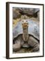 Captive Galapagos Giant Tortoise (Chelonoidis Nigra) at the Charles Darwin Research Station-Michael Nolan-Framed Photographic Print