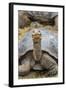 Captive Galapagos Giant Tortoise (Chelonoidis Nigra) at the Charles Darwin Research Station-Michael Nolan-Framed Photographic Print