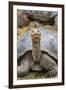 Captive Galapagos Giant Tortoise (Chelonoidis Nigra) at the Charles Darwin Research Station-Michael Nolan-Framed Photographic Print